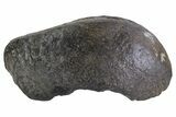 Fossil Whale Ear Bone - Miocene #69683-1